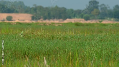 Seen walking to the right through tall grass during a hot afternoon, Sarus Crane, Antigone antigone, Buriram, Thailand. photo