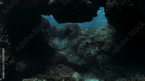 Wallpaper Mural Underwater view swimming through a natural coral reef hole below the blue ocean surface. Lady Elliot Island Torontodigital.ca