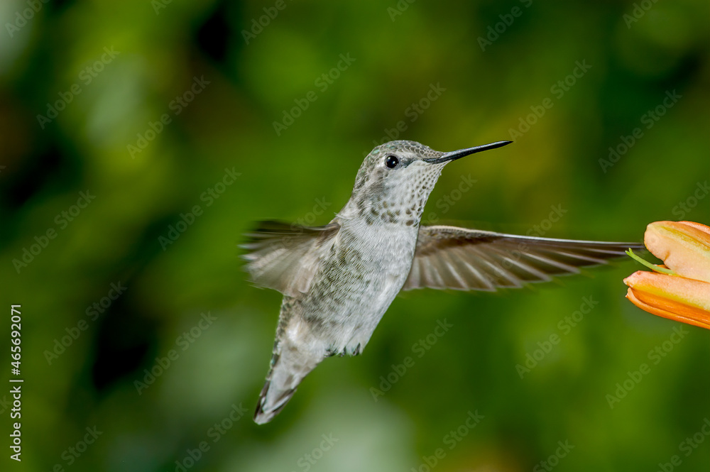 Fototapeta premium Female or immature male of Anna's Hummingbird (Calypte anna) in garden, Los Angeles, California, USA