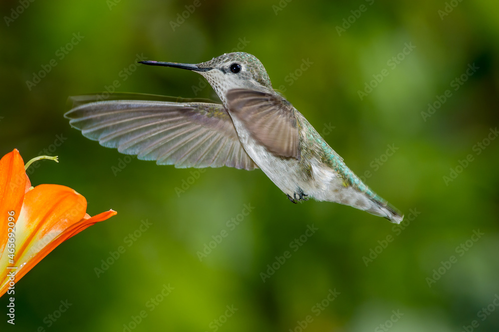 Female or immature male of Anna's Hummingbird (Calypte anna) in garden, Los Angeles, California, USA Female or immature male of Anna's Hummingbird (Calypte anna) in garden, Los Angeles, California, USA