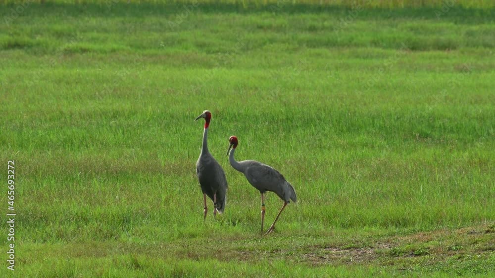 Two standing in the middle of a grassland, one walks away to the right and the other followed; Sarus Crane, Antigone antigone, Buriram, Thailand. Two standing in the middle of a grassland, one walks away to the right and the other followed; Sarus Crane, Antigone antigone, Buriram, Thailand.