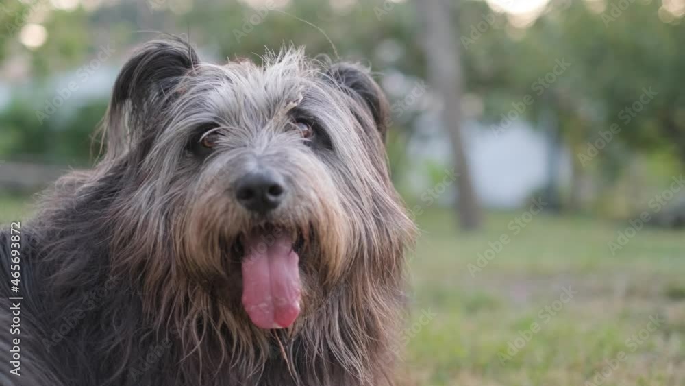 portrait of a furry french shepherd Briard dog with tongue out looking around. slowmotion close up portrait of a furry french shepherd Briard dog with tongue out looking around. slowmotion close up