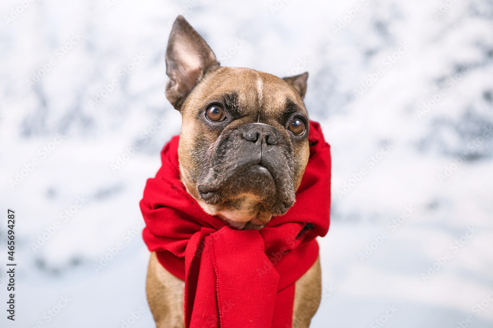 Portrait of French Bulldog dog with red winter scarf in front of blurry snow background Portrait of French Bulldog dog with red winter scarf in front of blurry snow background