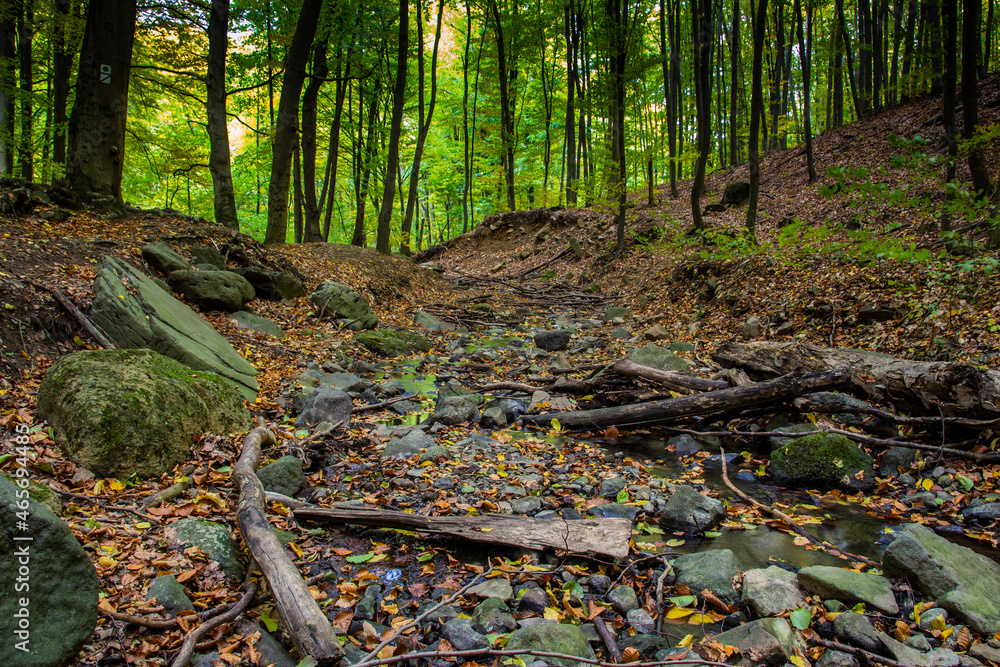 Deep in the forest