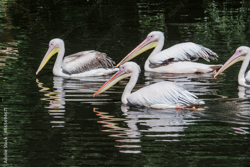 Great White Pelicans (Pelecanus onocrotalus) on lake Great White Pelicans (Pelecanus onocrotalus) on lake