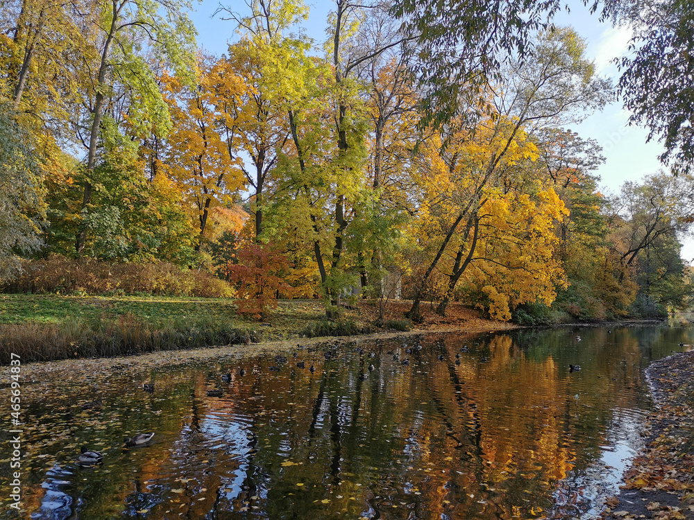 Autumn in the park. Trees with bright, already falling leaves grow on the shore of the pond and are reflected in its water.