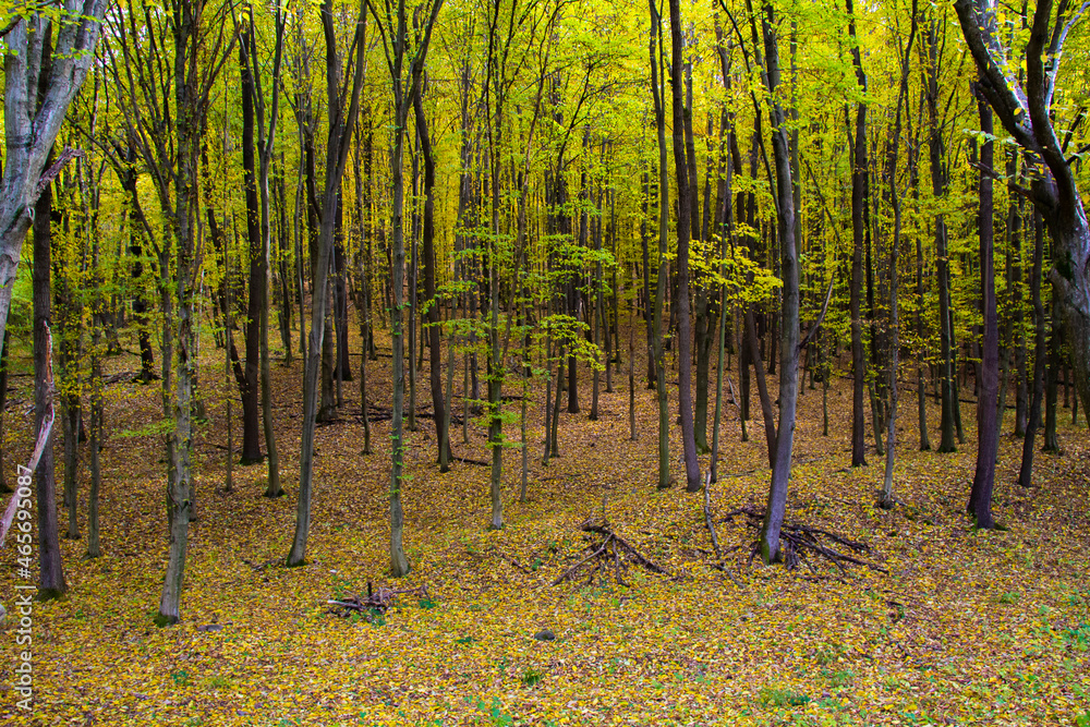 Obraz premium Deep in the forest