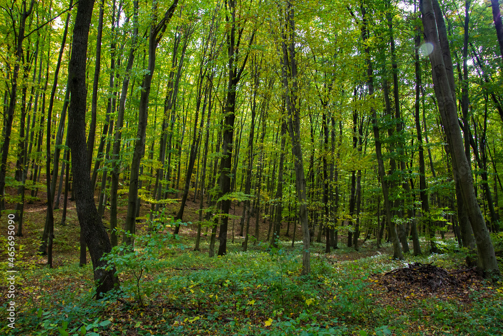 Deep in the forest Deep in the forest