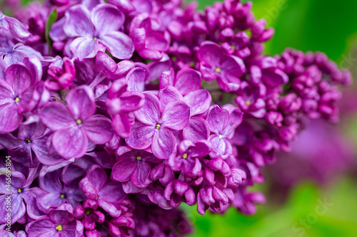 beautiful lilac flowers in a spring garden