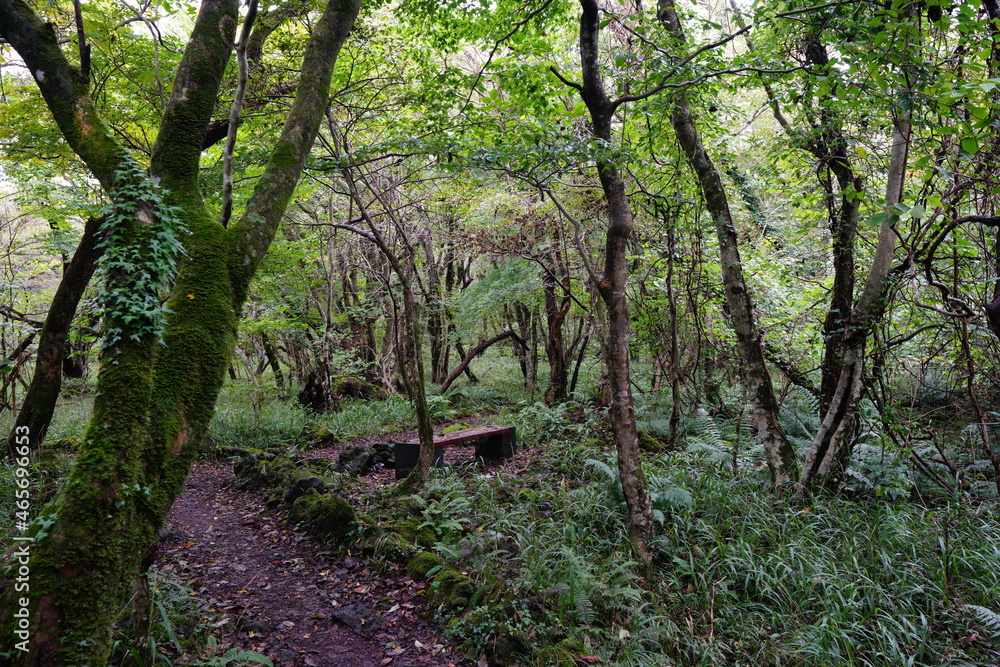 a refreshing autumn forest with a path a refreshing autumn forest with a path