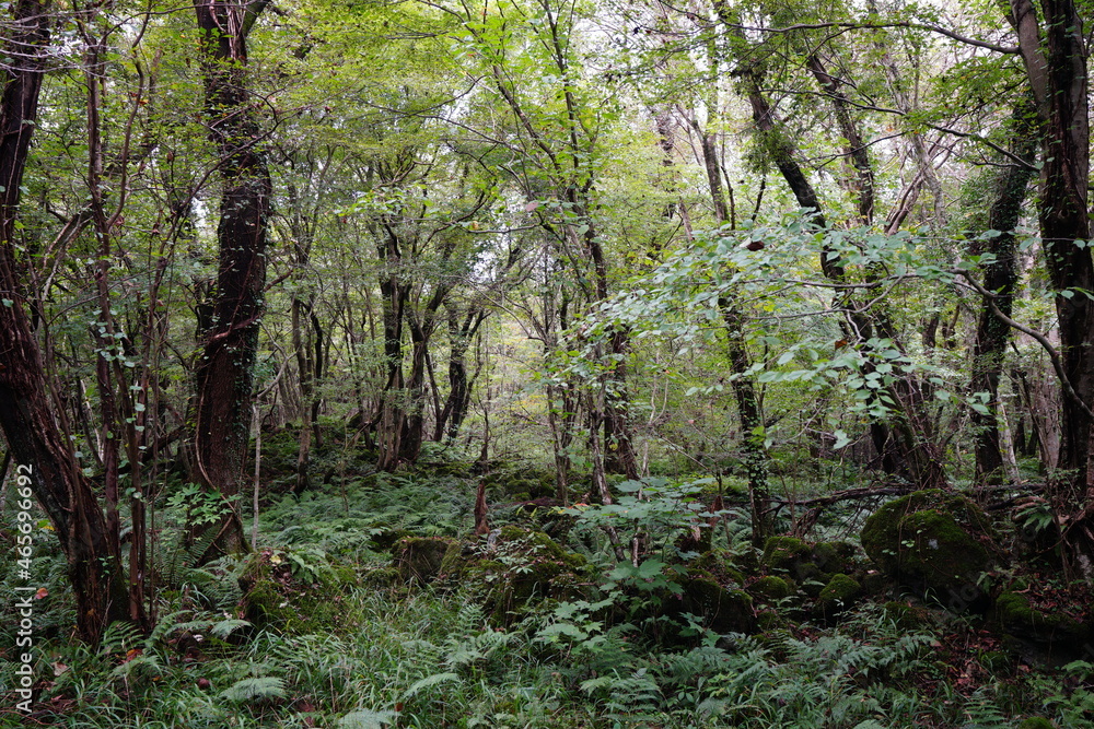 Obraz premium a beautiful dense forest with various trees