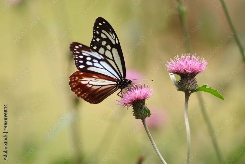 Obraz premium アザミの蜜を吸うアサギマダラ