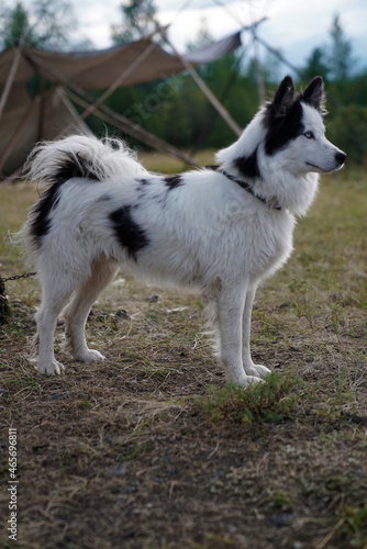Dog Yakut Laika in nature