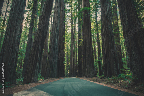 A Road Through the Giant Redwood Forest