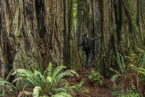 Hiker Exploring Redwood Forest Staying Between Ancient Trees