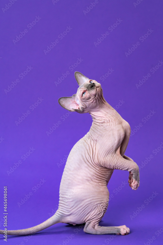 Portrait of Sphynx Hairless Cat of color blue mink and white sitting on rear paws and tail, looking up. Funny curious female kitten is five months old. Side view. Studio shot on violet background.