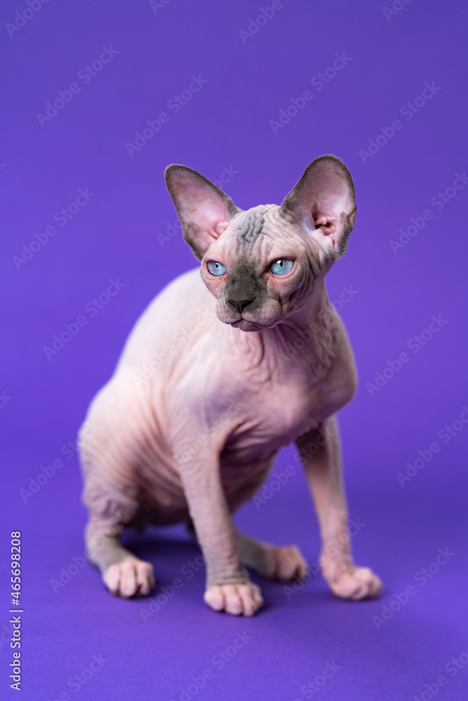 Portrait of young Canadian Sphynx Cat of color blue mink and white sitting on violet background. Five months old kitten of rare breed. Front view. Studio shot. Concept of breeding purebred cats.