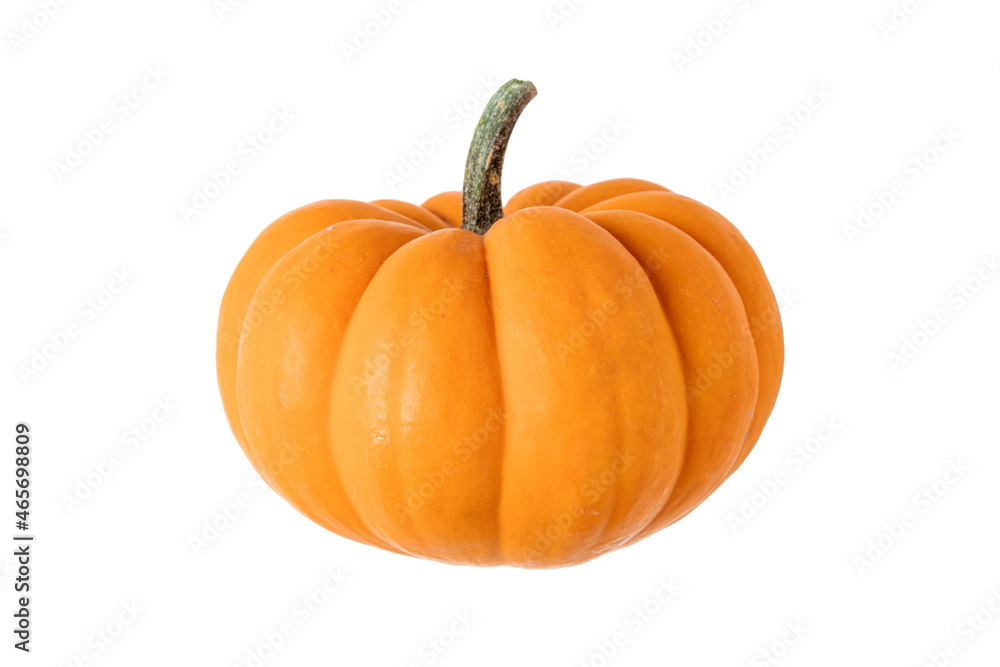 Obraz premium Fresh miniature pumpkin on an isolated white background