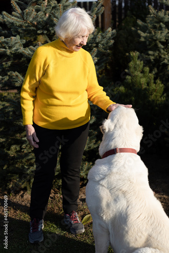 Attractive gray-haired 85 year old woman plays with big dog. Warm autumn day in the garden for relaxation and slow life. photo