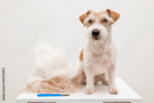 Grooming procedure in a veterinary clinic. Final. A large Jack Russell Terrier puppy sits on a table on a white background