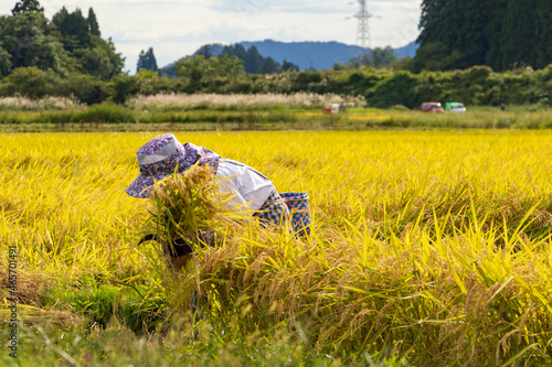 秋 稲刈り 農作業をする女性