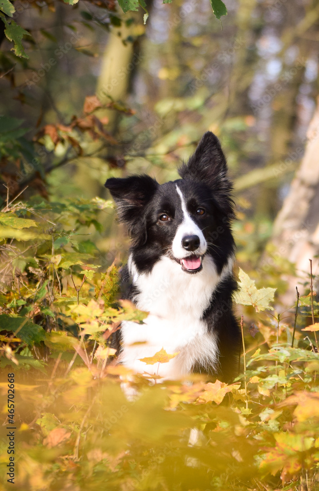 border collie is sitting in the forest. It is autumn portret.