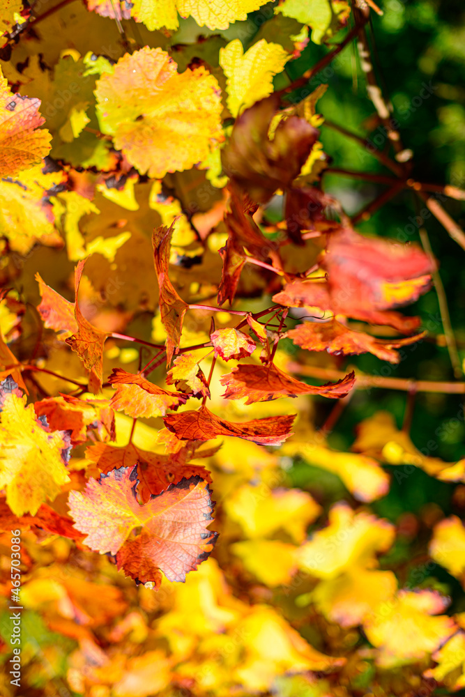 Colorful vineyard, vine leaves, in autumn of white and red grapes Colorful vineyard, vine leaves, in autumn of white and red grapes