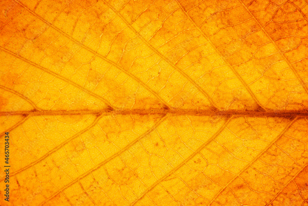 Obraz premium Close up of a yellow leaf. Macro Photography. Autumn background