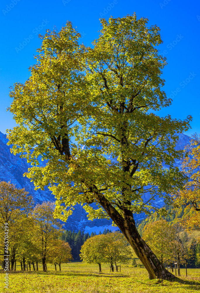 Naklejka premium Großer Ahornboden, Karwendelgebirge, Tirol, Österreich, Europa