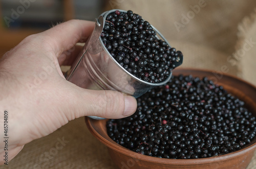 Sambucus nigra. Black elderberry picking, harvest season. The he