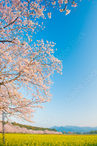 西都原古墳群の桜と菜の花, 日本,宮崎県,西都市 photo