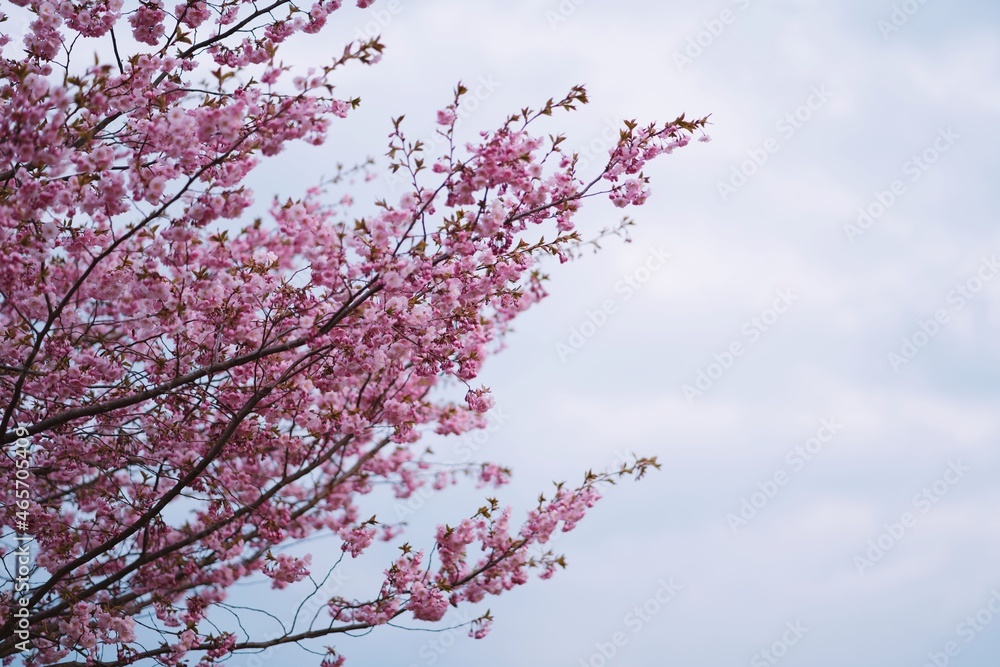 Selective focus of beautiful branches of pink Cherry blossoms on the tree under blue sky, Beautiful Sakura flowers during spring season in the park, Flora pattern texture, Nature floral background.