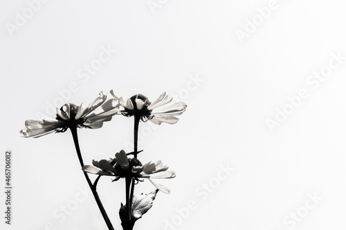 Helenium autumnale black and white on a clear sky