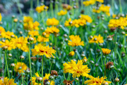 Coreopsis or Parisian beauty blossom in the meadow. Many yellow flower Coreopsis blossom