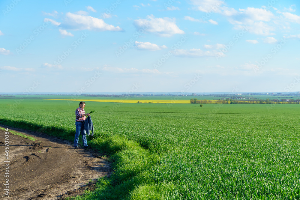 a man as a farmer walking along the field, dressed in a plaid shirt and jeans, enjoying beautiful nature with young sprouts crops of wheat, barley or rye, or other cereals, agriculture and agronomy