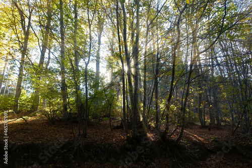 Fototapeta Naklejka Na Ścianę i Meble -  rays between trees in the autumn forest                   