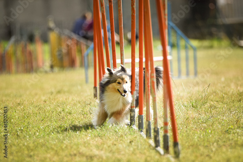 Sheltie dog in agility slalom on competition. Amazing day on czech agility competition in town Ratenice it was competition only for large.