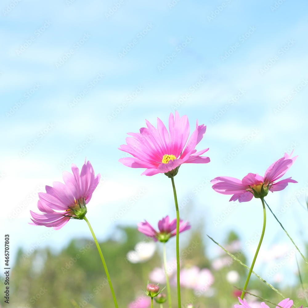 Close up of pink cosmos in garden,flower backyard,nature background with blue sky Close up of pink cosmos in garden,flower backyard,nature background with blue sky