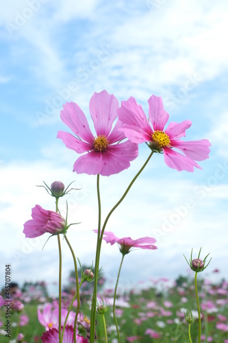 Close up of pink cosmos in garden flower backyard nature background with blue sky