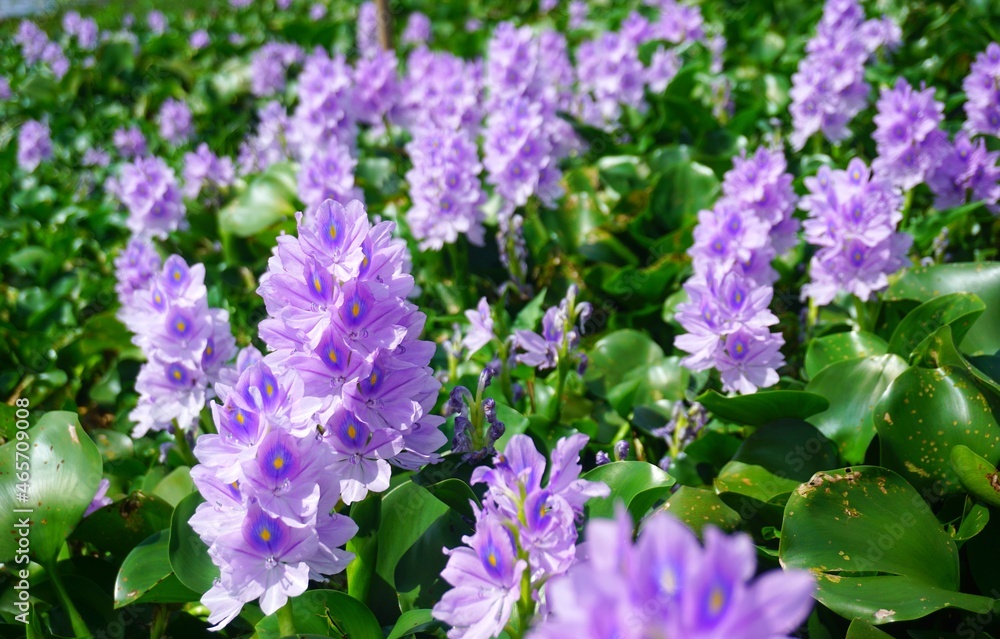 Fototapeta premium Purple water hyacinth flowers are blooming