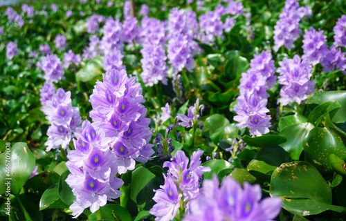 Purple water hyacinth flowers are blooming