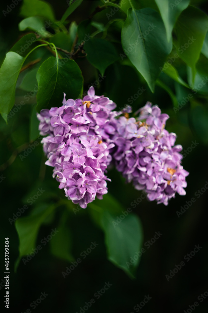 Lilac flowers growing on a bush. Macro photo. Lilac flowers growing on a bush. Macro photo.