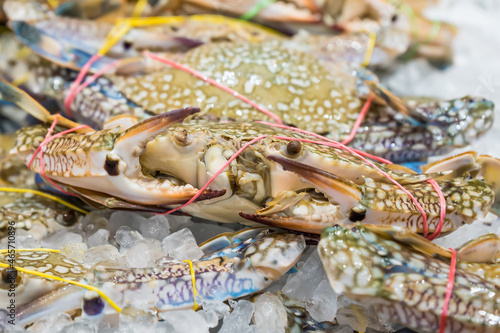 Colorful crab on salt ice as raw ingredient for cooking that selling in the market