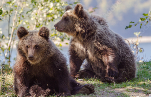 Young bears on a road in Romania
