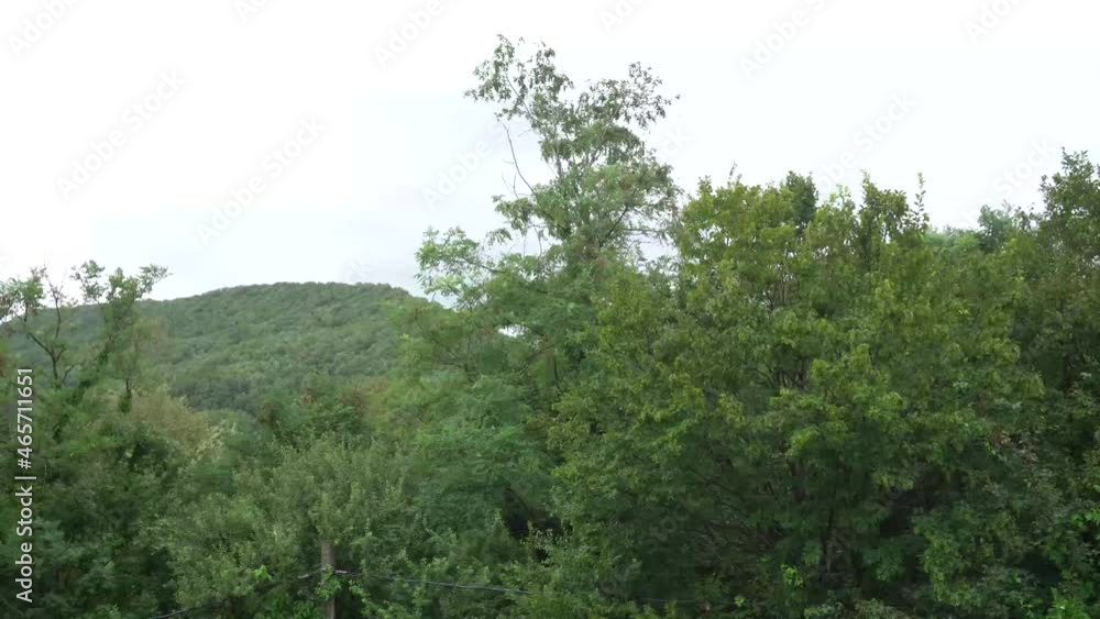 strong wind shakes branches and leaves of trees strong wind shakes branches and leaves of trees