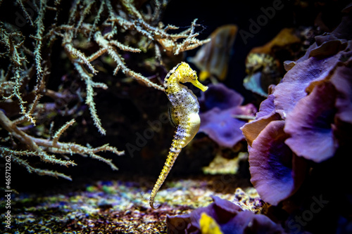Fototapeta Naklejka Na Ścianę i Meble -  Hippocampe jaune - cheval de mer - aquarium - fond marin - corail - anémone