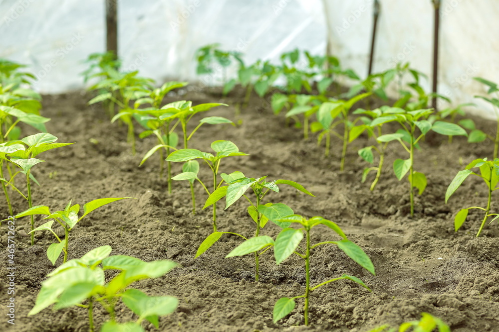 rows of fresh green seedlings growing in an agricultural greenhouse rows of fresh green seedlings growing in an agricultural greenhouse