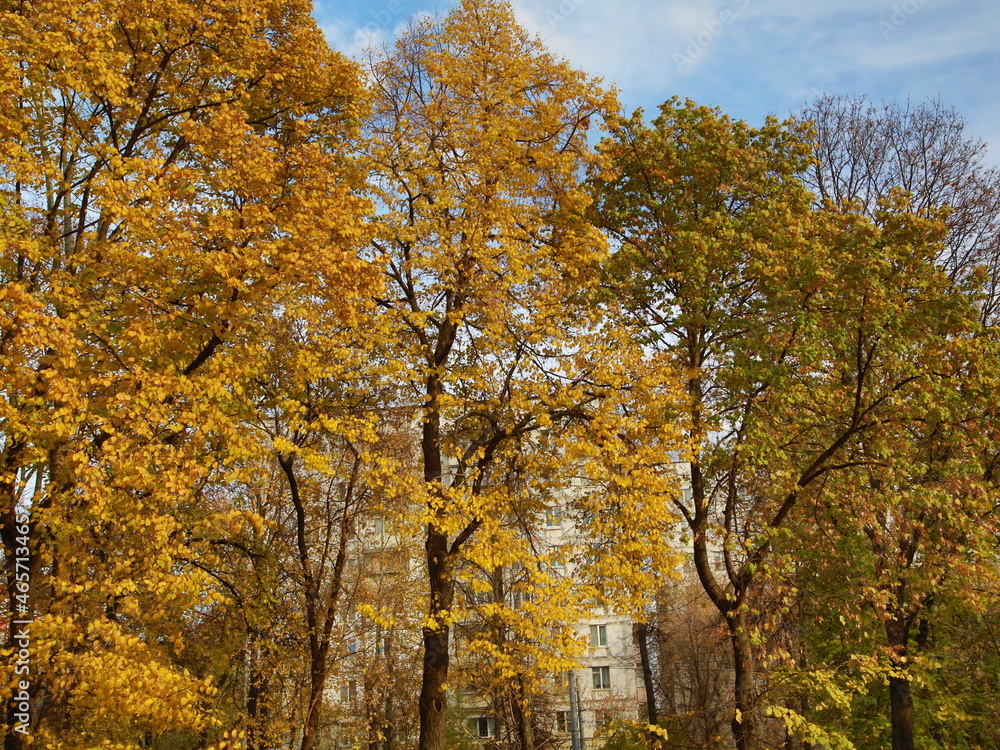 autumn in the forest