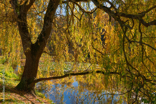 Beautiful old tree with autumn leaves by a lake