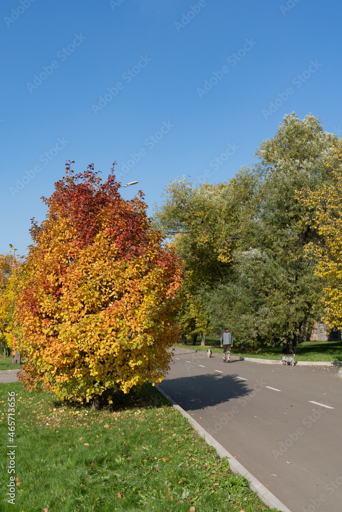 Naklejka premium A beautiful multi-colored bush growing next to the road in the fall in the park.